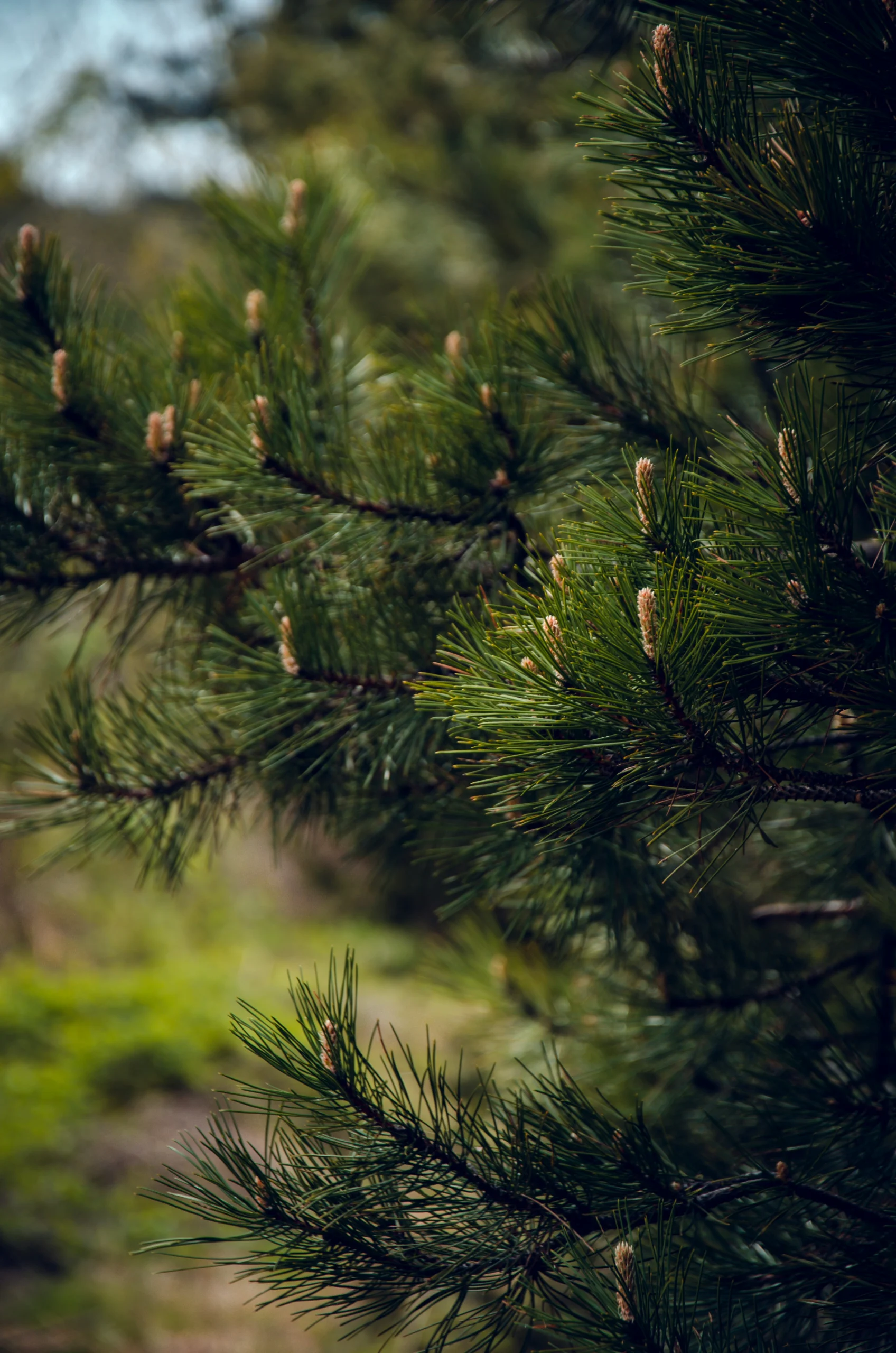 stefan-nikolov-Tx68MdUzFqw-unsplash